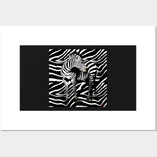 ZEBRA ANIMAL PRINT BOLD AND BEAUTIFUL Posters and Art